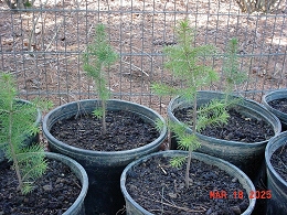 Norway Spruce