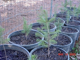 Norway Spruce