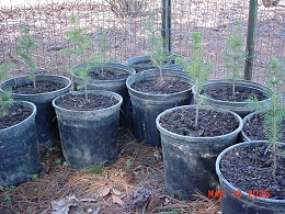 Norway Spruce