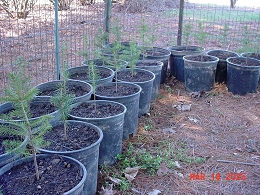 Norway Spruce