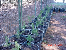 Norway Spruce