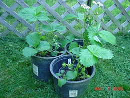 Potted Delizz Strawberry Plants