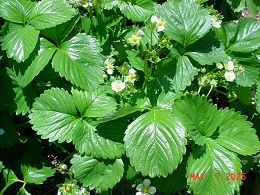Potted Delizz Strawberry Plants
