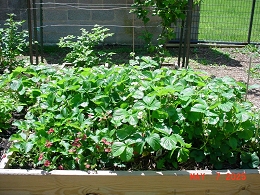 Potted Delizz Strawberry Plants