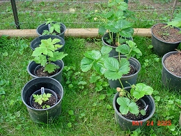 Potted Delizz Strawberry Plants
