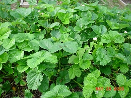 Potted Delizz Strawberry Plants
