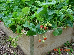 Potted Delizz Strawberry Plants