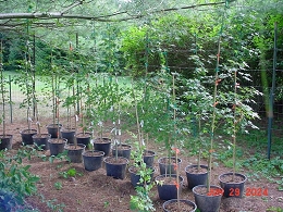 Potted Red Sunset Maple Trees