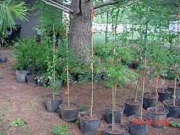 Potted Red Sunset Maple Trees