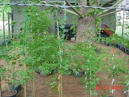 Potted Red Sunset Maple Trees