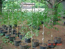 Potted Red Sunset Maple Trees