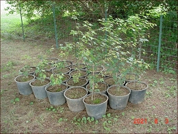 Potted Red Sunset Maple Trees