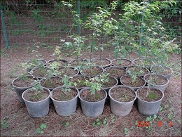 Potted Red Sunset Maple Trees