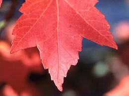 Potted Red Sunset Maple Trees