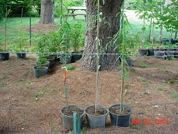 Potted Babylon Weeping Willow Tree