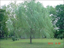Potted Babylon Weeping Willow Tree
