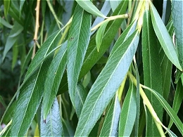 Potted Babylon Weeping Willow Tree